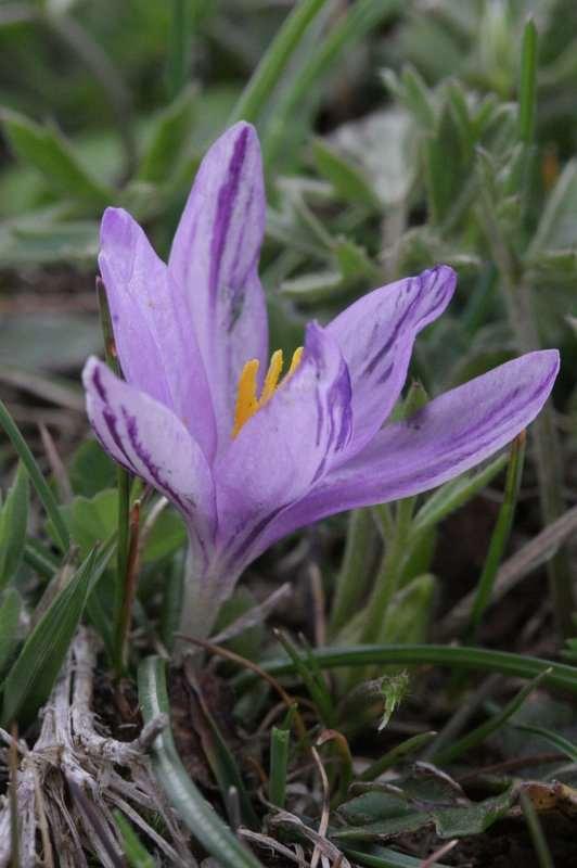 Saxifraga-Rutger Barendse Crocus minimus http://www.freenatureimages.