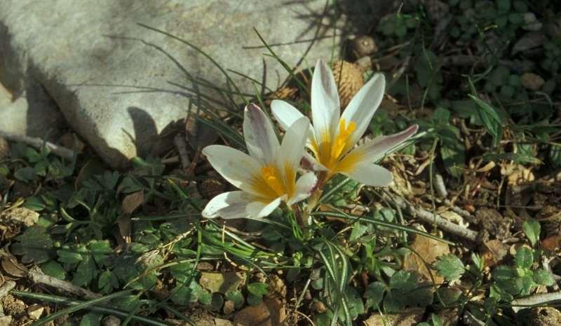 Saxifraga-Piet Zomerdijk Crocus sieberi http://www.freenatureimages.