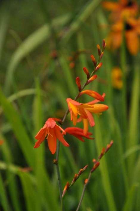 Crocosmia