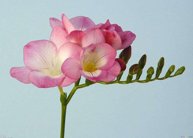 Freesia Iridaceae (kosatcovité) pochází z Afriky, je často prodávána jako řezaná květina, oblíbená je pro své vonné květy Obrázek