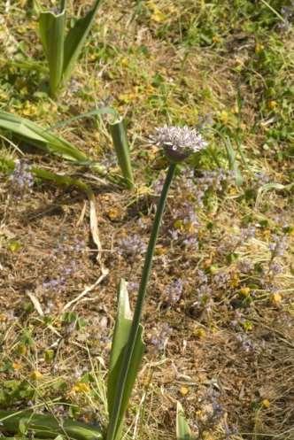 Saxifraga-Jan van der Straaten Allium nigrum