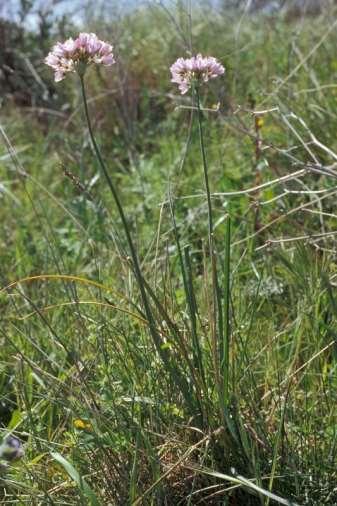 Saxifraga-Jan van der Straaten Allium roseum http://www.freenatureimages.