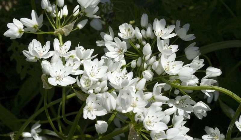 Saxifraga-Jan van der Straaten Allium neapolitanum http://www.freenatureimages.