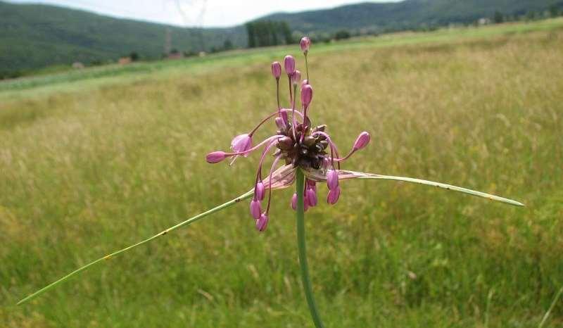 Saxifraga-Jasenka Topic Allium carinatum http://www.freenatureimages.