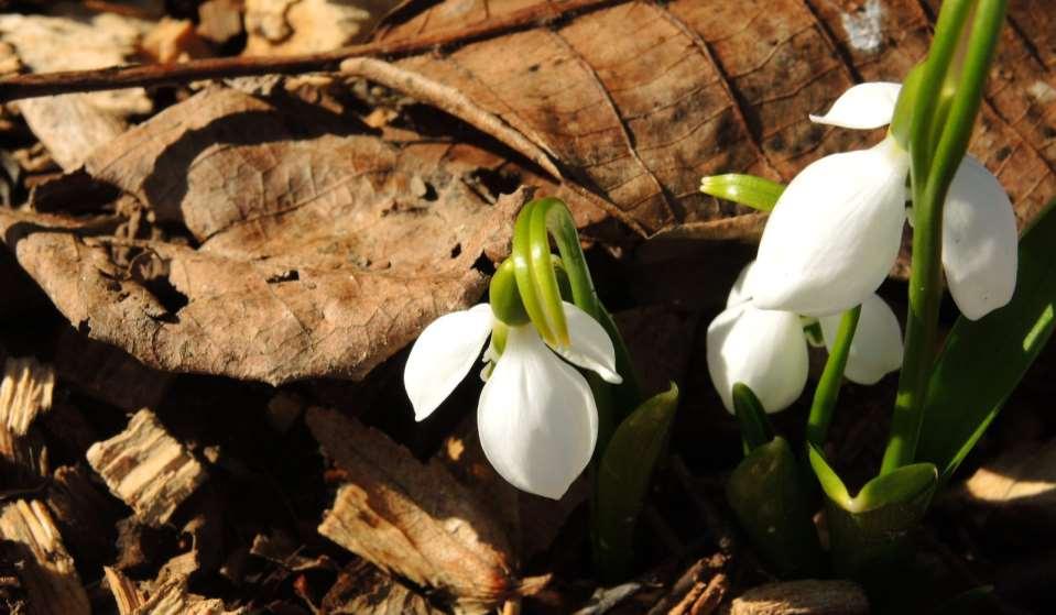 JN Galanthus fosteri Roste v horských listnatých lesích od