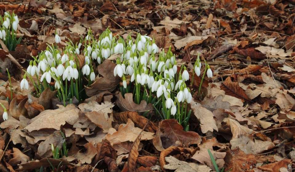 JN Galanthus nivalis