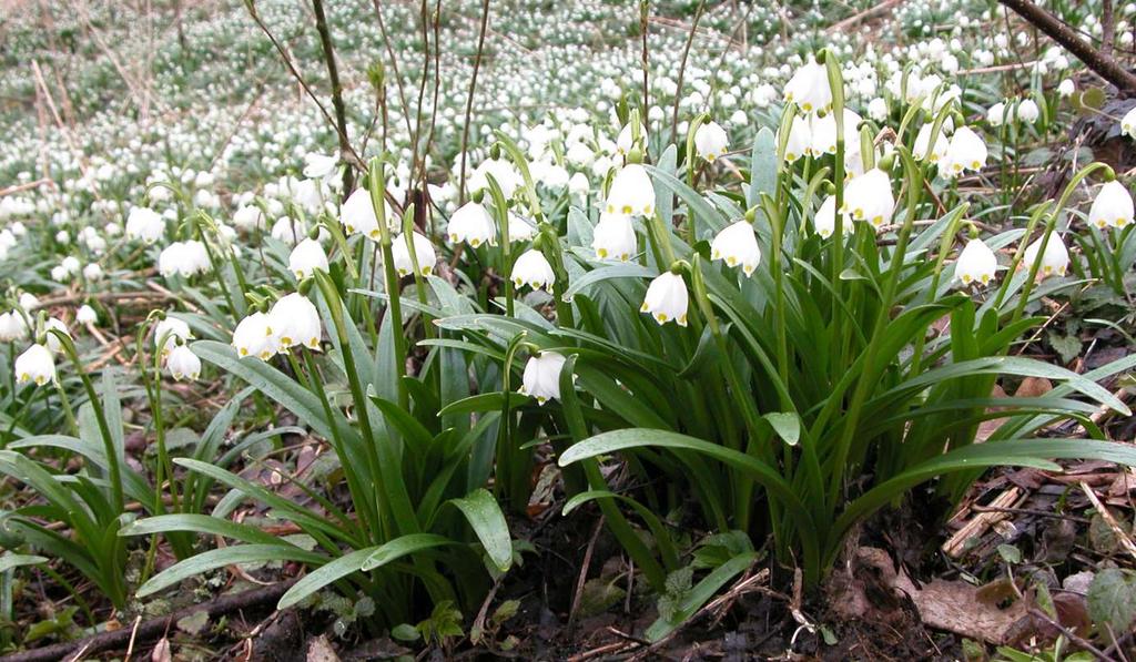 JN Leucojum vernum (bledule