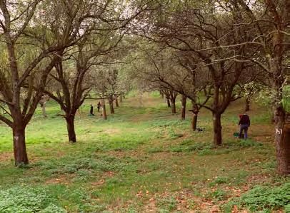 V sadech rostou vysokokmenné jabloně a hrušně, třešně, švestky, ořešáky a meruňky, narazíme zde i na potok s tůněmi a stádo ovcí spásající travní porost.