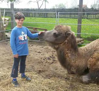 Po domluvě je možná úžasná procházka s lamami nebo kozami, můžete se také svézt na koních nebo ponících.