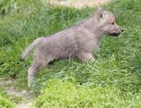 Mládě vlka Hudsonova (Canis lupus hudsonicus) /Hudson's Wolf cub/ Fenek (Vulpes zerda) /Fennec/ V současné době se těší dobrému zdraví.