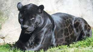 Černý samec jaguára (Panthera