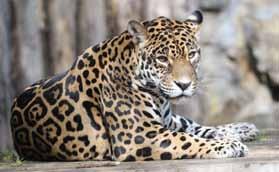 Jaguar/ Samice jaguára Inti