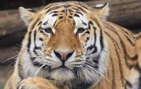 ussurijského (Panthera tigris