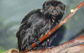 Tamarin with their young/