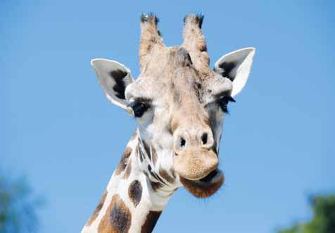 Žirafa Rothschildova (Giraffa camelopardalis rothschildi) /Rothschild's Giraffe/ Parku v Beekse Bergenu jsme přivezli nového samečka jménem Axel.