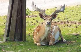 Ibex with young/ Daněk