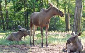 (Bison bonasus) /Young