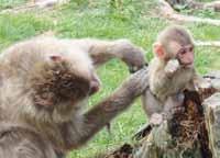 CHOV MAKAKŮ ČERVENOLÍCÍCH Naši skupinu makaků červenolících tvořilo do letošního roku 16 dospělých jedinců a 1 mládě z roku 2016. Makaci jsou rozděleni do dvou skupin, v tzv.