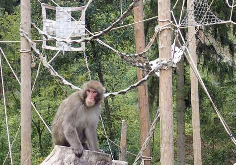 Lanové hřiště pro makaky /Rope swings for the macaques/ této samice by úspěšný odchov mláděte byl malý zázrak. V červnu se narodila ještě další dvě mláďata, 16. 6. samice a 17. 6. samec.