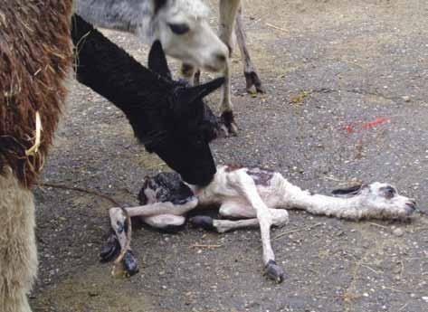 Novorozené mládě alpaky /Newborn Alpaca/ se mláděti v prvních dnech přiměřeně pomůže, může je biologická matka ještě odchovat.