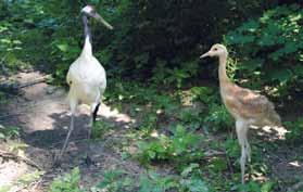 mláďaty /Red-crowned Cranes