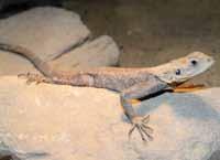 Agama západoafrická (Agama africana) /West African Rainbow Lizard/ Trnorep skalní (Uromastyx acanthinura) /North-african Mastigure/ Felsuma Standingova (Phelsuma standingi) /Standing's Day Gecko/