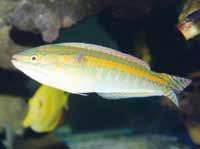 Kněžík cejlonský (Halichoeres zeylonicus) /Ceylon Wrasse/ a pro nás se stala cennou expoziční rybou.