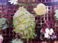 Odchovávané korály v zázemí /Corals grown in the back aquarium/ Poustevníček (Dardanus arrosor) /Mediterranean Hermit Crab/ o místo na slunci žahavější a rychleji rostoucí kolonie většinou zahluší ty