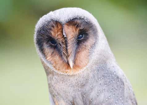 Sova pálená (Tyto alba) /Common Barn Owl/ a dobrovolně přispěli na provoz expozice a péči o handicapované dravce částkou 54.300 Kč.