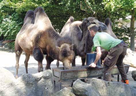 Krmení velbloudů dvouhrbých /Feeding Bactrian camels/ Lenochodi rozmočené granule společně s dalšími složkami krmné dávky přijímají velmi ochotně od prvního dne jejich podávání.