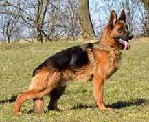 Fichtenschlag). Víc jak středně velký, silný pes správného formátu, velmi dobrá hlava, tmavá maska, tmavé oko, pevné ucho, kohoutek vysoký, dobrá hřbetní linie, záď kratší.