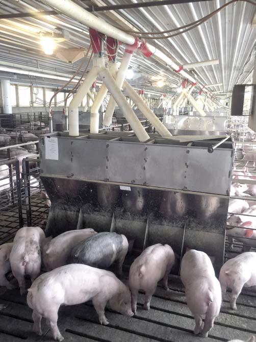 Úspěch s Norsvin Landrace Díky velkým výzvám v odvětví chovu prasat v USA se firma The Maschhoffs stala třetím největším producentem vepřového masa s produkcí pěti milionů jatečných prasat ročně.