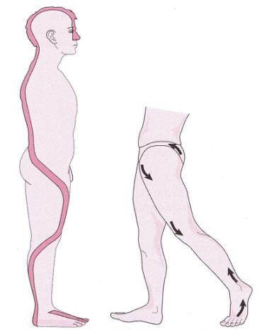 1.4 Svalové řetězce a smyčky Při kineziologickém vyšetření se nesoustřeďuje pozornost jen na bolestivá místa. Noha je součástí svalových řetězců, které mohou ovlivňovat i vzdálená místa (např.
