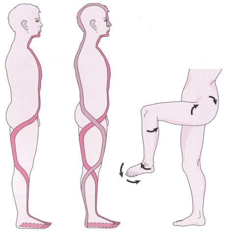 Je tedy důležité posoudit vliv poloh a pohybových stereotypů na vznik potíží (Véle, 2006; Maršáková, Pavlů, 2012). Véle (2006) popisuje spojení nohy a femuru přes musculi (dále jen mm.