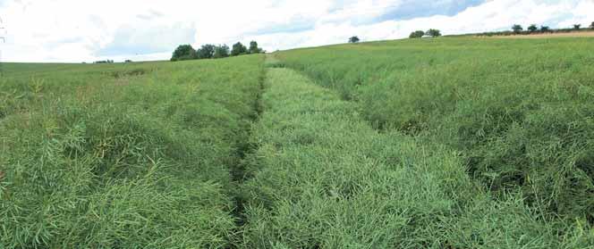 Vysoký porost řepky ošetřený Agrovitalem v dávce 0,7 l/ha pravky zachyceny a chráněny před vlivem prostředí, jako je např.