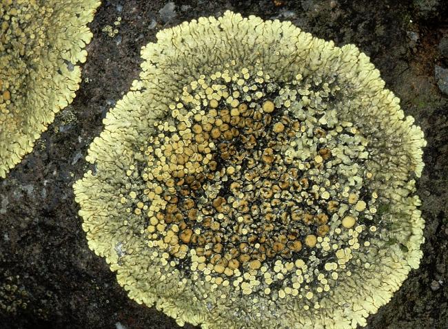 Lecanora muralis