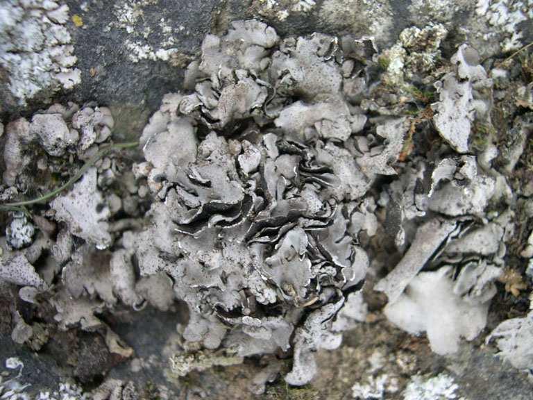 , Lobaria sp) Dermatocarpon miniatum Umbilikátní formy: nevětvená nebo