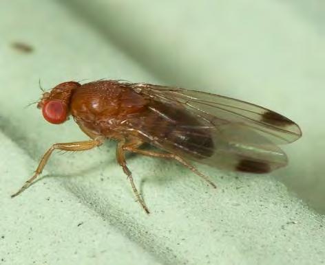 e) octomilka Suzukiho / japonská (Drosophila suzukii) Sledujte výskyt škůdce. Výskyt škůdce byl v ČR poprvé zjištěn v roce 2014 na plodech ovocných dřevin.