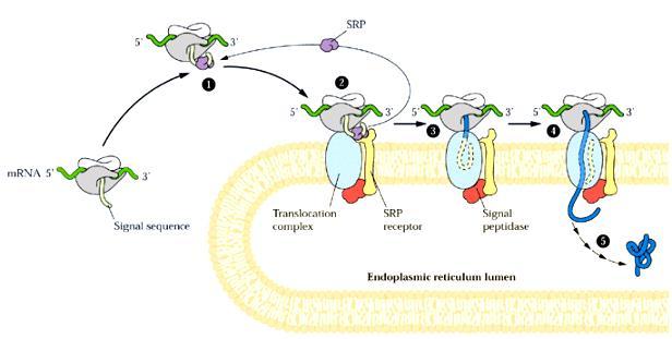 Syntéza a úprava proteinů v ER Signální sekvence na N-konci budoucího proteinu (16-30 AK).