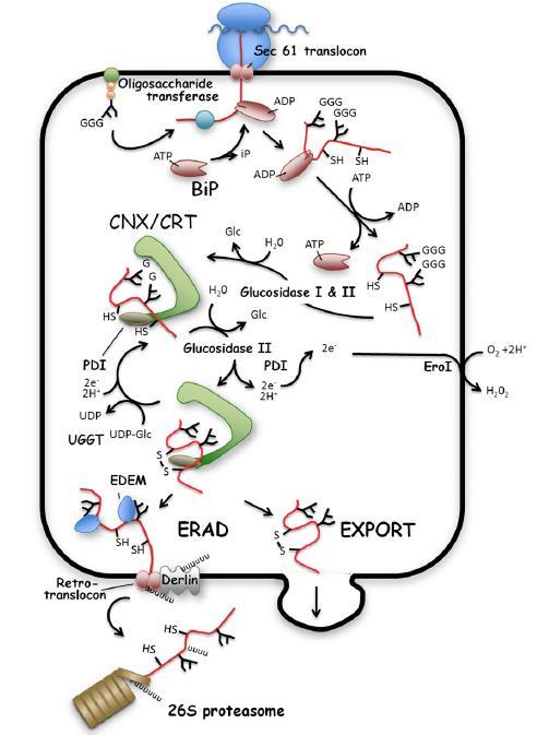 Signální peptidáza: odstraňuje signální sekvenci N-glykosylace BiP (Binding Protein; HSP70 chaperone): váže nově syntetizované peptidy Calnexin a calreticulin (CNX/CRT): Ca 2+ vázající chaperony v