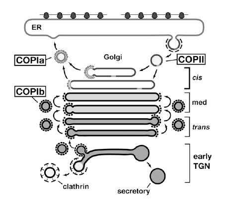 Transport pomocí transportních váčků Anterográdní směr zajištěn COPII (coat protein II) váčky Retrográdní směr zajištěn COPI váčky