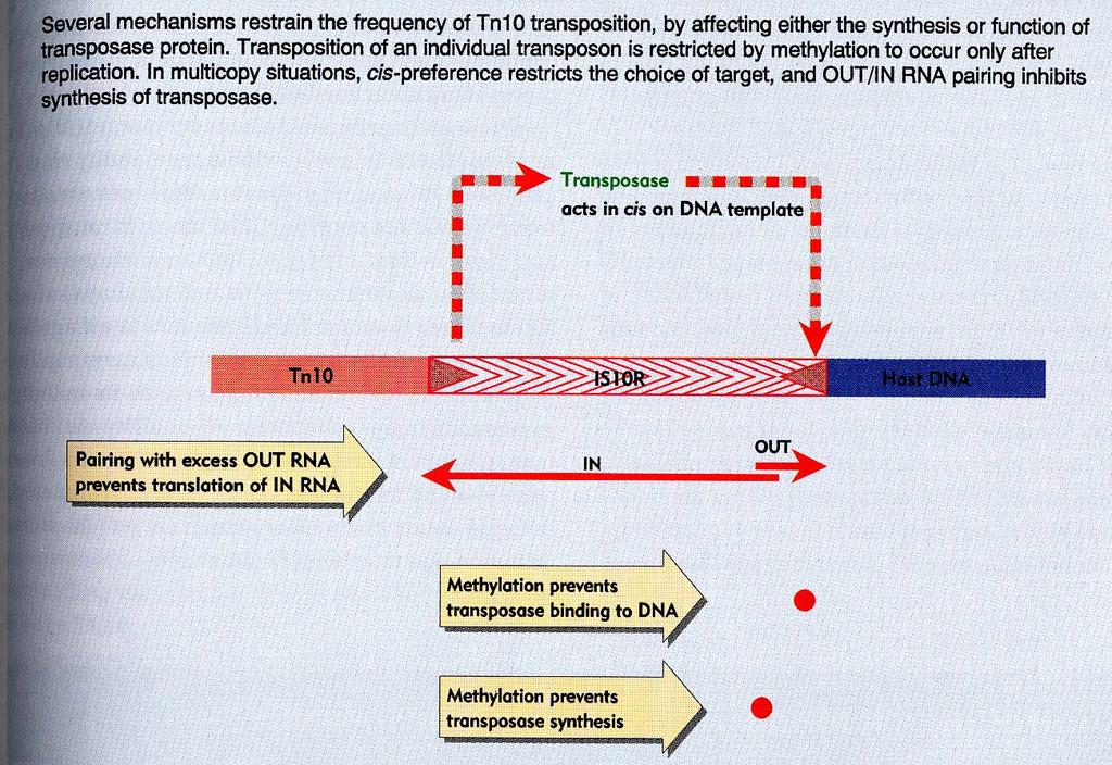 Schopnost Tn10 se transponovat je vázána na replikační
