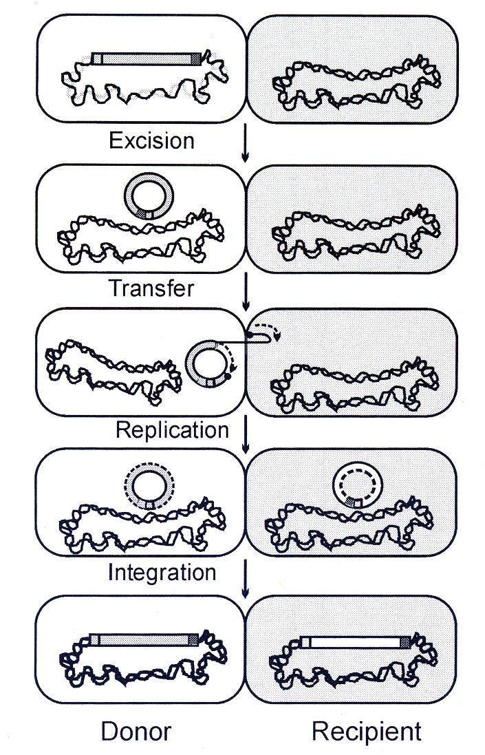 Průběh přenosu konjugativních transpozonů Transpozon začleněný do chromozomu se vyčlení a vytvoří kružnicový intermediát.