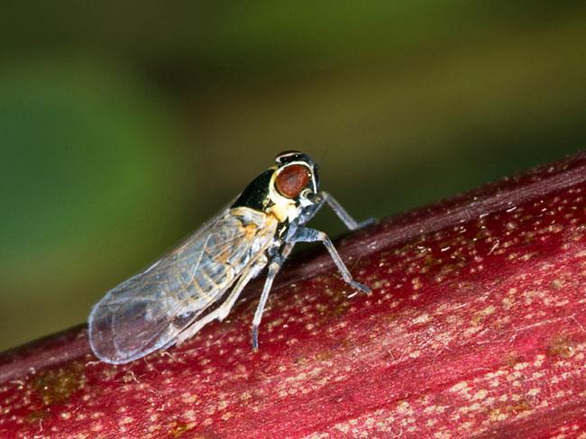 e) Fytoplazmové žloutnutí a červenání listů révy ( Candidatus Phytoplasma solani) a jeho přenašeč žilnatka vironosná (Hyalesthes obsoletus) Aktuální vývoj choroby: Fytoplazmové žloutnutí a červenání