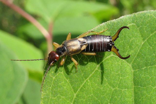 3 Octomilka Suzukiho/japonská (Drosophila suzukii) Sledujte výskyt škůdce.