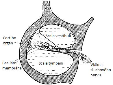 kovadlinka (malleus) kladívko (incus) třmínek (stapes) Obr. 2: Středoušní kůstky [2] Ke střednímu uchu také patří Eustachova trubice dlouhá 3-3,5 cm, která spojuje dutinu bubínkovou s nosohltanem.