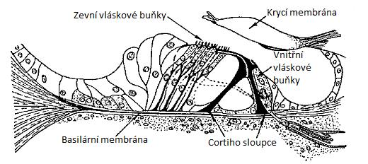 Obr. 4: Cortiho orgán [2] Centrální část sluchového orgánu obsahuje sluchové dráhy a sluchové centrum.