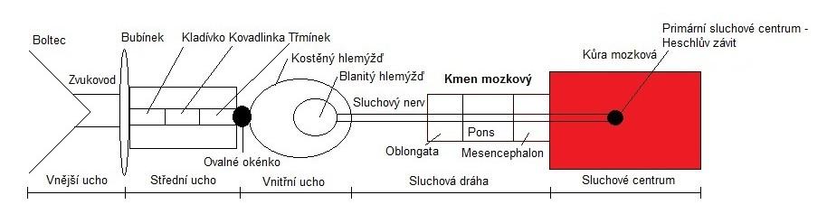 Obr. 11: Schéma sluchových
