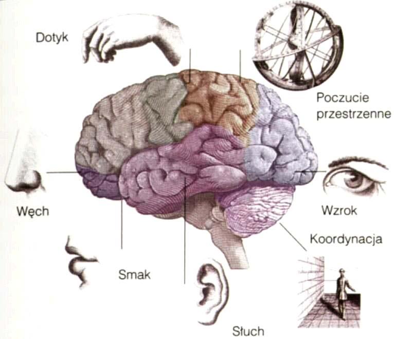 Smyslová centra v mozkové kůře SOŠS a SOU