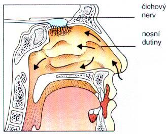 Biologie